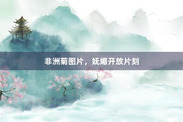 非洲菊图片，妩媚开放片刻
